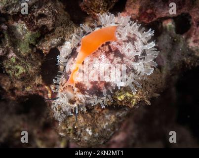 Lyncina propinqua Cypraeidae vivant sur le récif aa la nuit Tahiti polynésie française Banque D'Images