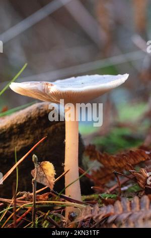 Le champignon Collybia distorta pousse sur le sol de la forêt sous une lumière magique Banque D'Images