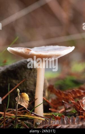 Le champignon Collybia distorta pousse sur le sol de la forêt sous une lumière magique Banque D'Images