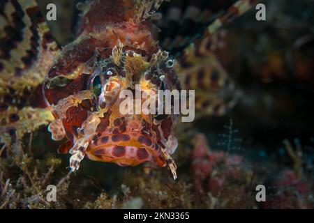 Portrait de lionfish sur le récif de corail dans la nature Banque D'Images