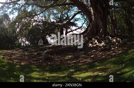 Sur une image d'œil de poisson, un grand figuier projette une ombre sombre sur son système de racines exposées et applique des ombres sur l'herbe dans Pacific Park, Newcastle, Nouvelle-Galles du Sud Banque D'Images