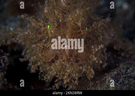 Grenouille poilue - Antennarius striatus sur le récif corallien dans l'Indo pacific Banque D'Images