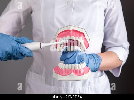 Dentiste brosse à dents modèle à mâchoire avec brosse à dents électrique, gros plan. Concept d'hygiène bucco-dentaire. Photo de haute qualité Banque D'Images