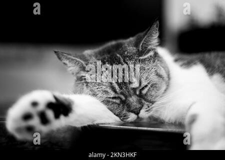 Photo noir et blanc d'un chat endormi. Chat dormant sur une table en bois. Gros plan sur un chat endormi. Elle pose tendinement la tête sur sa patte. B Banque D'Images