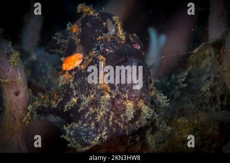 Gros plan avec de magnifiques grenouille colorées sur le corail - Antennarius pictus Banque D'Images