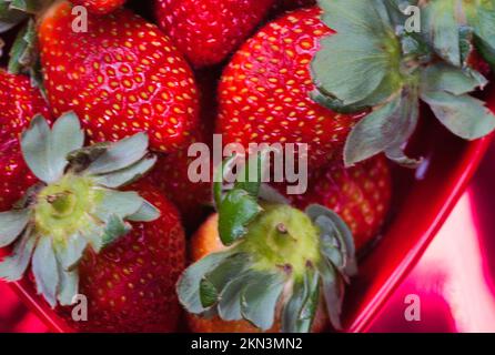 Les fraises juteuses vous permettent des manger à tout moment. couleurs éclatantes Banque D'Images