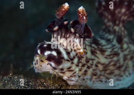 Branche nudichée de Jorounna avec crevettes empereur sur sa tête Banque D'Images