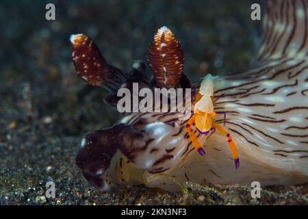 Branche nudichée de Jorounna avec crevettes empereur sur sa tête Banque D'Images