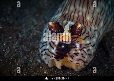 Branche nudichée de Jorounna avec crevettes empereur sur sa tête Banque D'Images