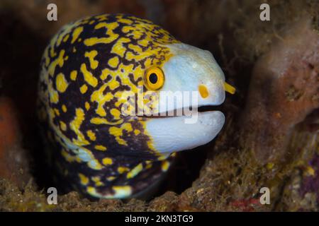 Flocon de neige moray anguille sur le récif de corail dans l'Indo-Pacifique - Echidna nebulosa Banque D'Images