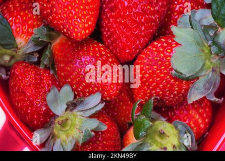 Les fraises juteuses vous permettent des manger à tout moment. couleurs éclatantes Banque D'Images