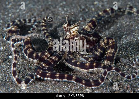 Imiter le poulpe à la base du récif de corail dans le détroit de Lembeh - Thaumoptopus mimimimimicus Banque D'Images