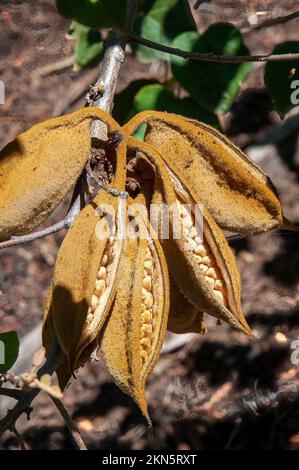 Dubbo Australie, gousses de graines ouvertes d'un brachychiton bidwillii Banque D'Images