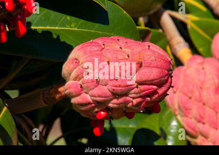 Dubbo Australie, fruit d'un magnolia du sud au soleil Banque D'Images
