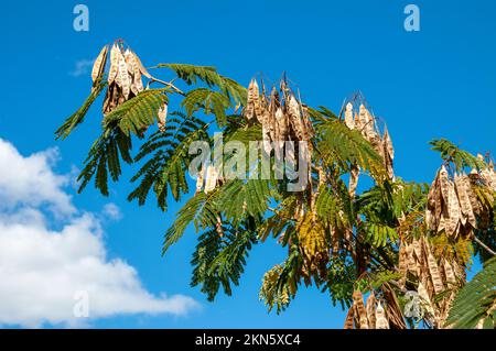 Dubbo Australie, branche de mimosa avec des gousses de graines contre un ciel bleu Banque D'Images