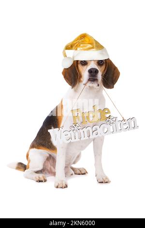Joli chien de beagle avec signe de noël et chapeau de noël doré Banque D'Images