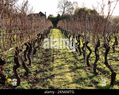 Tenterden, Kent, Royaume-Uni. 25th novembre 2022. Les visiteurs ont apprécié un aperçu fascinant du monde des vins au vignoble Chapel Down d'aujourd'hui à Tenterden, dans le Kent. Situé sur les pentes ensoleillées des Kent North Downs, ils ont profité d'une visite du joli vignoble, de la zone de production et de la dégustation de vins. Des experts étaient sur place pour répondre aux questions sur les types de vins, les raisins, la nourriture avec laquelle servir les vins, etc Chapel Down est le premier producteur de vin d'Angleterre avec une gamme primée de vins mousseux et STILL, qui sont stockés dans des supermarchés comme Sainsbury's et Waitrose. Crédit : Maureen McLean/Alay Banque D'Images