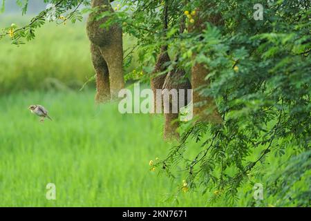 Baya weaver Bird and Nest, Golden Baya weaver Building Nest sur l'arbre Banque D'Images