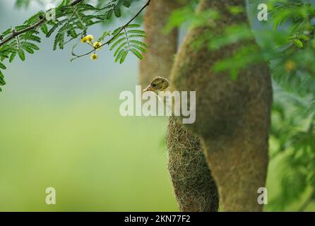 Baya weaver assis sur le nid sur l'arbre, Weaver masqué; Ploceus Velatus, baya wevaer, oiseau d'arnaque, tisserand doré Banque D'Images