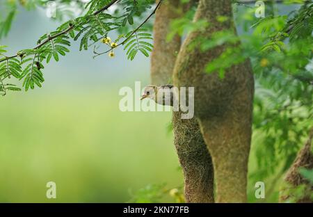 Baya weaver assis sur le nid sur l'arbre, Weaver masqué; Ploceus Velatus, baya wevaer, oiseau d'arnaque, tisserand doré Banque D'Images