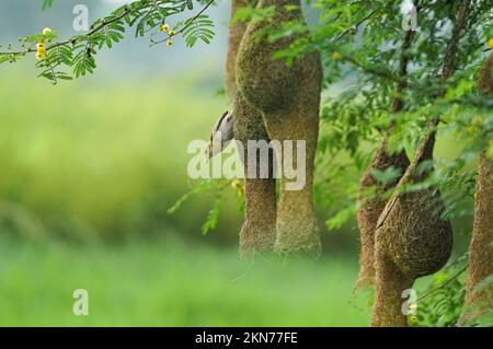 Baya weaver assis sur le nid sur l'arbre, Weaver masqué; Ploceus Velatus, baya wevaer, oiseau d'arnaque, tisserand doré Banque D'Images