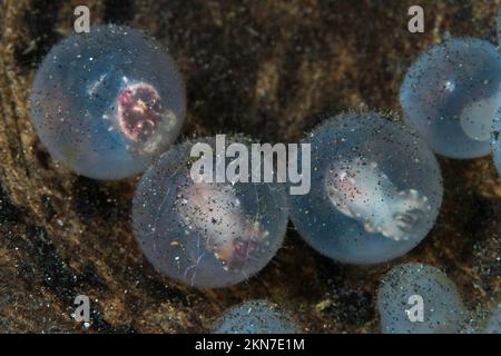 Bébé flamboyant boute poisson dans les oeufs étant né Banque D'Images