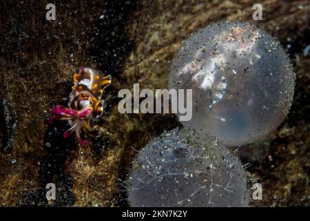 Bébé flamboyant boute poisson dans les oeufs étant né Banque D'Images