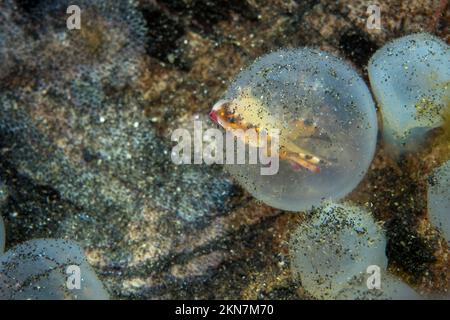 Bébé flamboyant boute poisson dans les oeufs étant né Banque D'Images