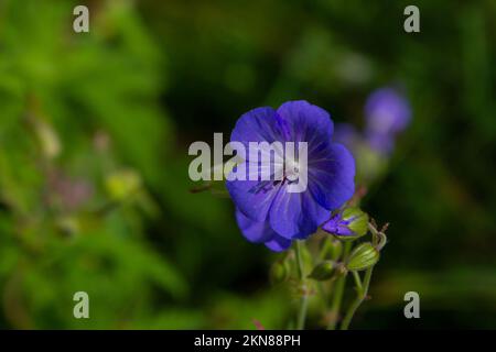 Gros plan de magnifiques fleurs sauvages bleu vif de Geranium bretense ou de Meadow Cranesbill qui poussent sur la prairie Banque D'Images