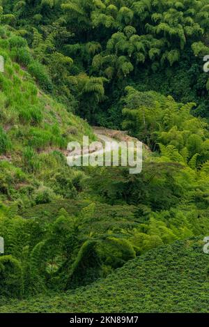 Route rurale et champs de plantes de café à Manizales , Caldas, Antioquia , Colombie - photo de stock Banque D'Images