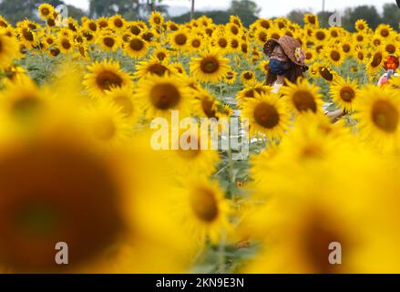 Lopuri, Thaïlande. 27th novembre 2022. Une femme visite un champ de tournesol dans la province de Lophuri, au nord de Bangkok. Crédit : SOPA Images Limited/Alamy Live News Banque D'Images