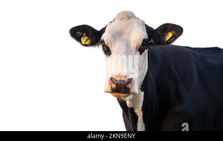 Vache noire et blanche isolée sur blanc avec espace de copie. Mouzzle de vache avec des marqueurs d'oreille portrait, en regardant l'appareil photo de près. Banque D'Images