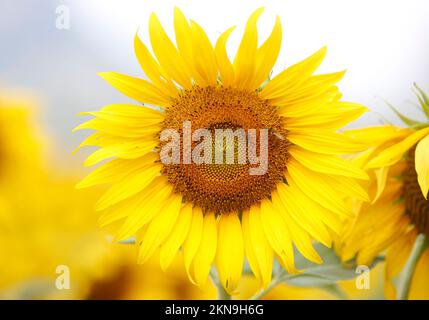 Lopuri, Thaïlande. 27th novembre 2022. Une abeille se trouve sur un tournesol dans un champ de la province de Lophuri, au nord de Bangkok. (Photo de Chaiwat Subprasom/SOPA Images/Sipa USA) crédit: SIPA USA/Alay Live News Banque D'Images