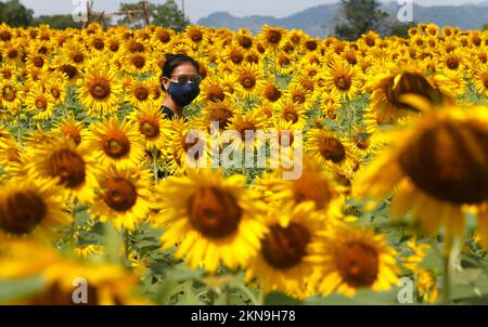 Lopuri, Thaïlande. 27th novembre 2022. Une femme visite un champ de tournesol dans la province de Lophuri, au nord de Bangkok. (Photo de Chaiwat Subprasom/SOPA Images/Sipa USA) crédit: SIPA USA/Alay Live News Banque D'Images