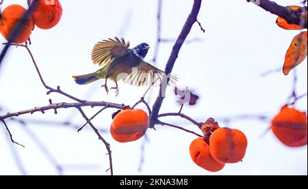 Luzhou, province chinoise du Sichuan. 27th novembre 2022. Un oiseau se trouve près d'un arbre de Persimmon, dans le village de Zuiyang, dans le district de Jiangyang, à Luzhou, dans la province du Sichuan, au sud-ouest de la Chine, le 27 novembre 2022. Credit: Liu Xueyi/Xinhua/Alay Live News Banque D'Images