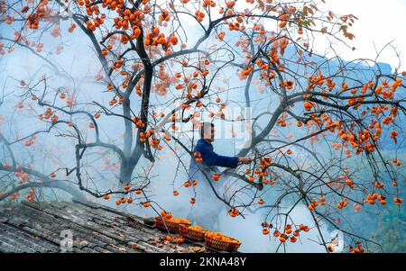 Luzhou, province chinoise du Sichuan. 27th novembre 2022. Un villageois choisit des persimmons au village de Zuiyang dans le district de Jiangyang à Luzhou, dans la province du Sichuan, au sud-ouest de la Chine, le 27 novembre 2022. Credit: Liu Xueyi/Xinhua/Alay Live News Banque D'Images