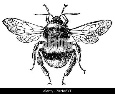 Bombus terrestris, Bombus terrestris, anonym (livre de zoologie, 1889), Dunkle Erdhummel, Bourdon terrestre Banque D'Images