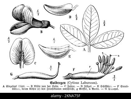 laburnum commun, chaîne dorée ou pluie dorée, Laburnum anagyroides, anonym (livre botanique, 1899), Goldregen, Cytaise faux ébénier, Cytaise à grapes, Cytaise aubour ou faux ébénier Banque D'Images