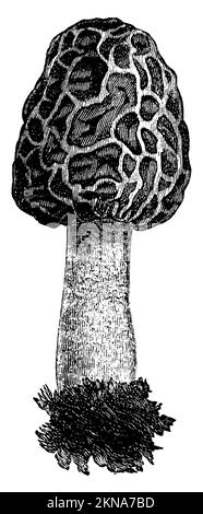 Morel commun, Morchella esculenta, anonym (livre botanique, 1897), Speise-Morchel, Commune de Morille Banque D'Images