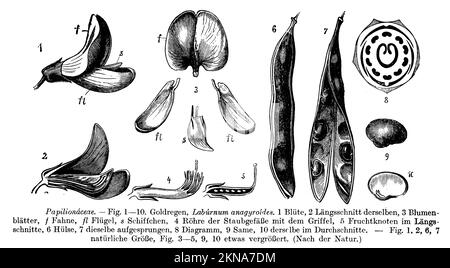 laburnum commun, chaîne dorée ou pluie dorée, Laburnum anagyroides, anonym (livre botanique, 1910), Goldregen, Cytaise faux ébénier, Cytaise à grapes, Cytaise aubour ou faux ébénier Banque D'Images