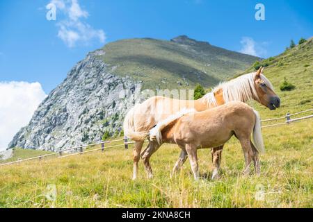 Haflinger paître sur le terrain contre le ciel. Merano, Italie Banque D'Images