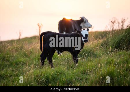 Mignon drôle veau, noir et blanc adorable petite vache regardant l'appareil photo, avec sa mère et son pâturage au coucher du soleil. Banque D'Images