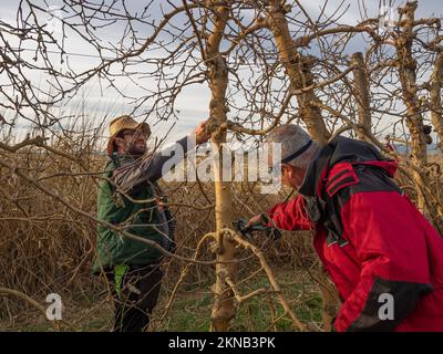Un jeune agriculteur élagage d'un arbre à l'aide d'un ciseau d'élagage avec un agriculteur plus âgé coupant une branche d'arbre Banque D'Images