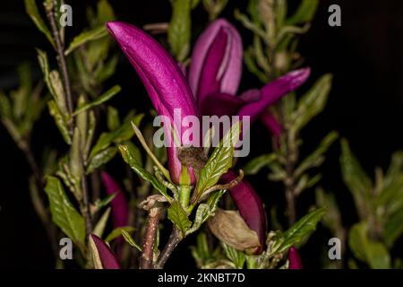 Magnolia fleurs isolées au crépuscule - cette variété est Magnolia liiflora 'Nigra' Banque D'Images