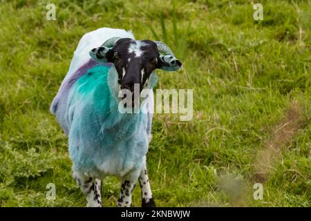 Mouton de couleur typique sur un pré dans le comté de Kerry, République d'Irlande Banque D'Images