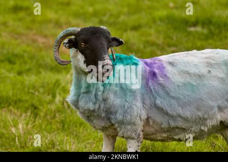 Mouton de couleur typique sur un pré dans le comté de Kerry, République d'Irlande Banque D'Images