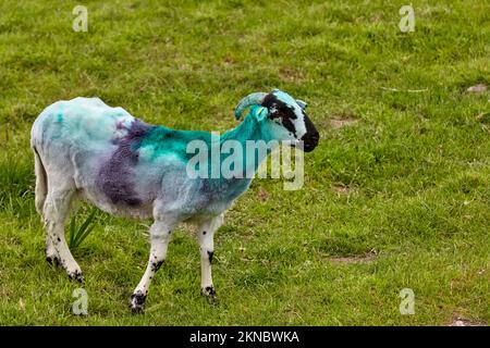 Mouton de couleur typique sur un pré dans le comté de Kerry, République d'Irlande Banque D'Images