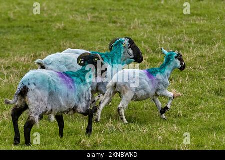 Mouton de couleur typique sur un pré dans le comté de Kerry, République d'Irlande Banque D'Images