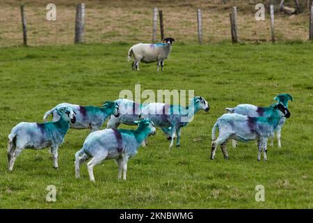 Mouton de couleur typique sur un pré dans le comté de Kerry, République d'Irlande Banque D'Images