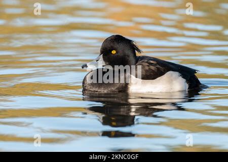 Canard touffeté mâle sur le lac Cemetery, Southampton Common, Hampshire, Royaume-Uni Banque D'Images